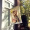 Edge Collections - 28" X 40" - Multicolor - Yorkshire Terrier Happy Birthday Porch Flag - 1 Piece